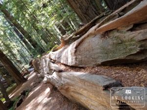 Humboldt Redwood California State Park
