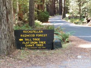 Humboldt Redwood California State Park